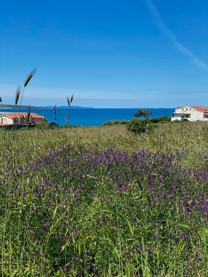 Villa Cvita Povljana Dış mekan fotoğraf