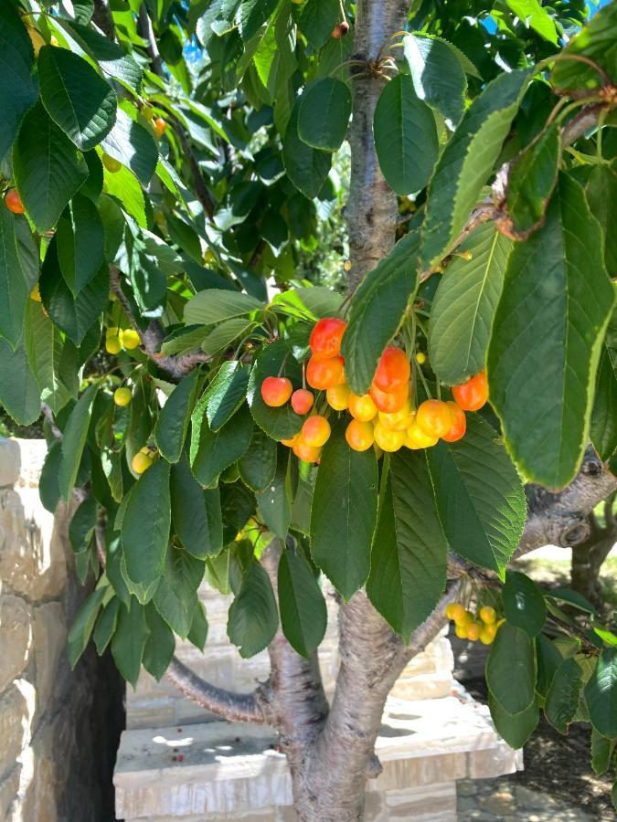 Villa Cvita Povljana Dış mekan fotoğraf