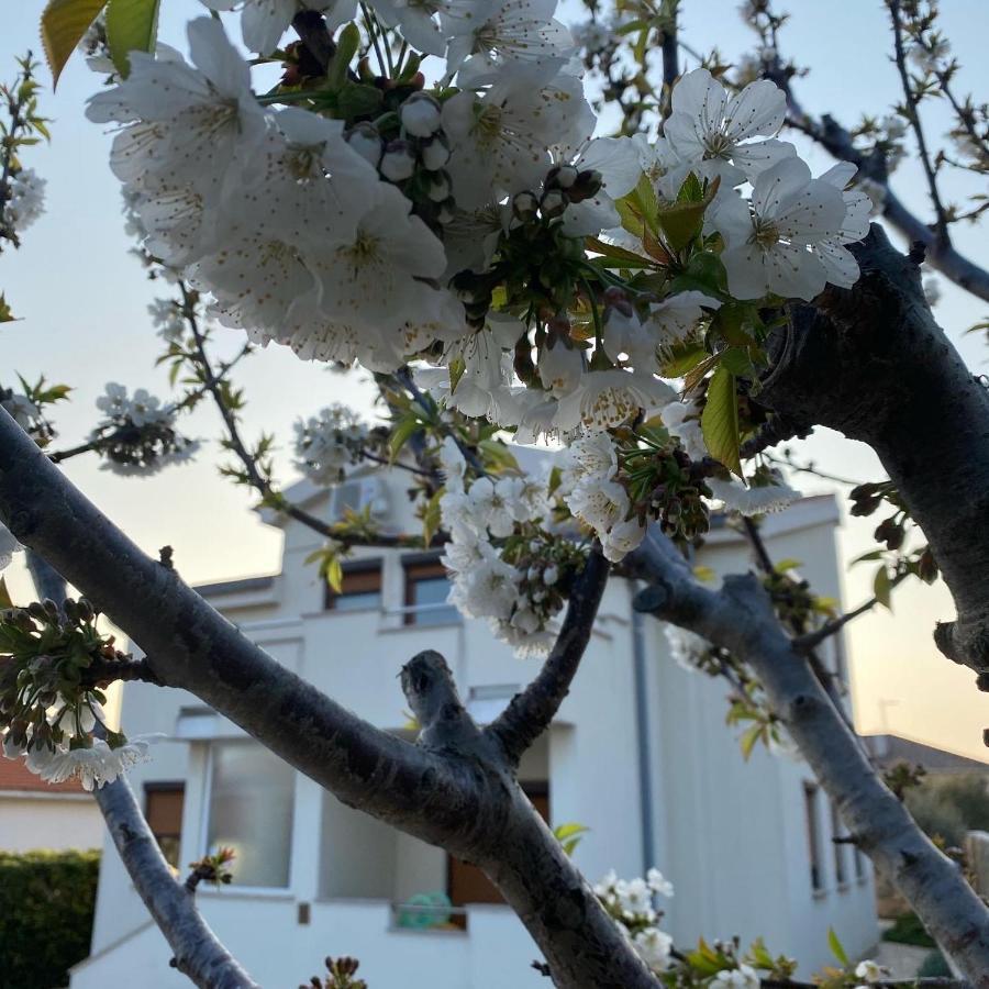 Villa Cvita Povljana Dış mekan fotoğraf