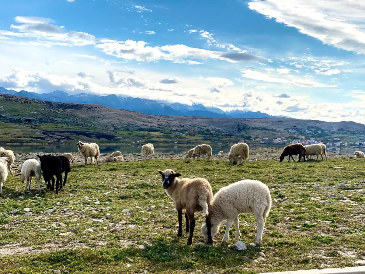 Villa Cvita Povljana Dış mekan fotoğraf